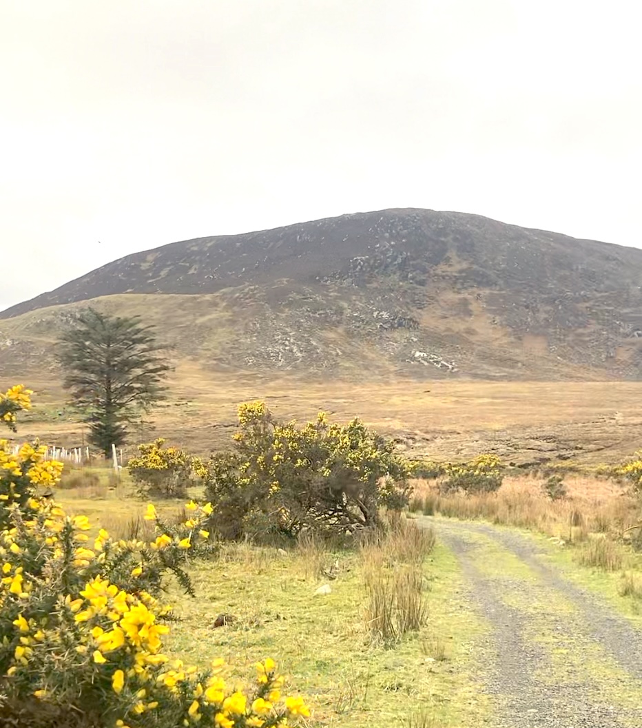 World Listening Day 2025 - Wilderland Project - Lunchtime Live Streaming from Wild Nephin National Park & Mayo Dark Sky Park with artist Anne Marie Deacy