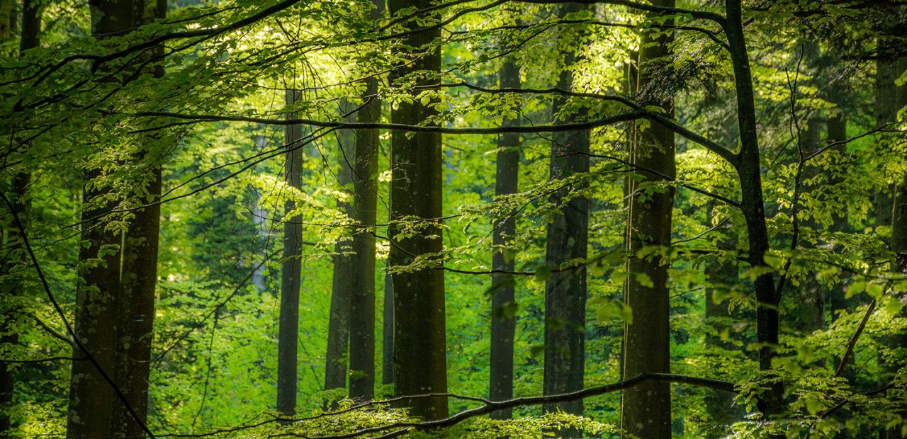 From Dawn to Dusk – A Day of Listening