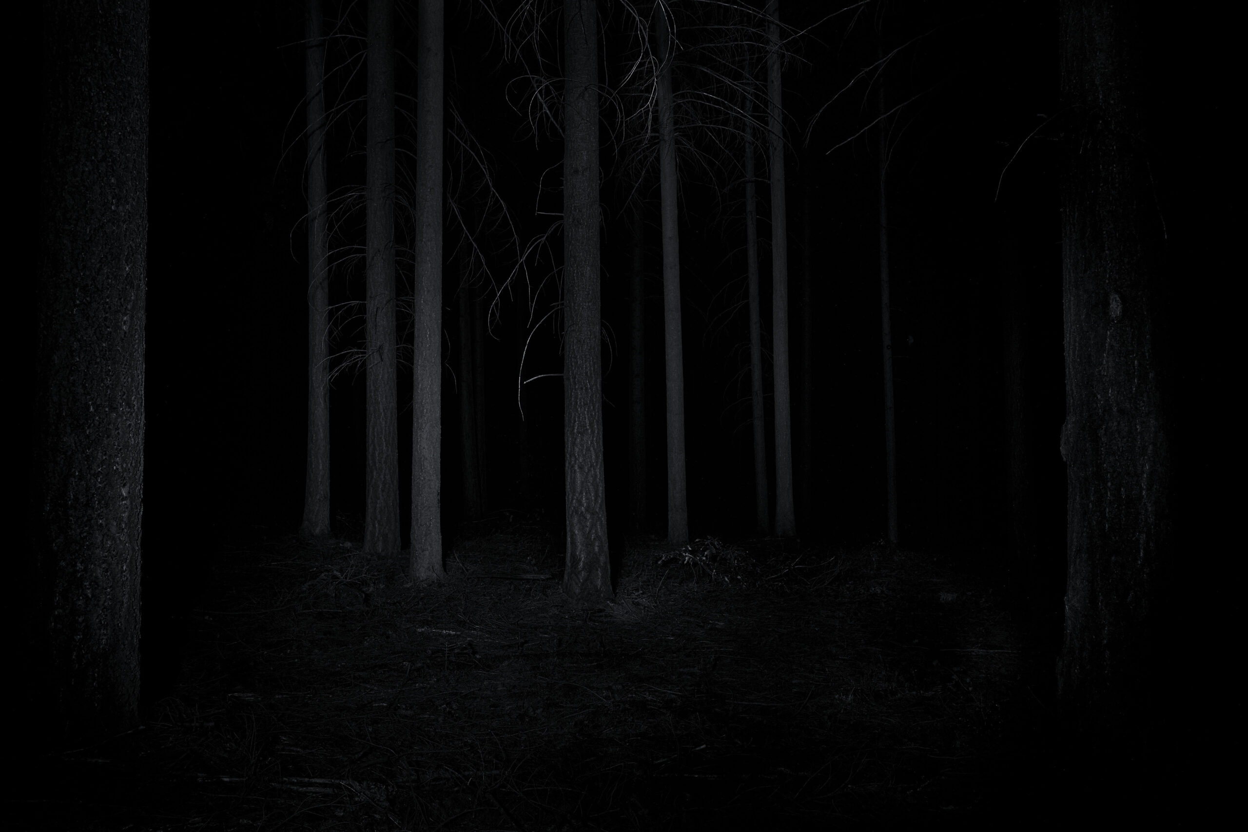 Into the Night Forest